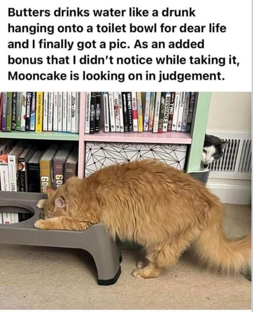 Gelatdos Jabb... My crossing.. Week 10 - We all have our quirks.