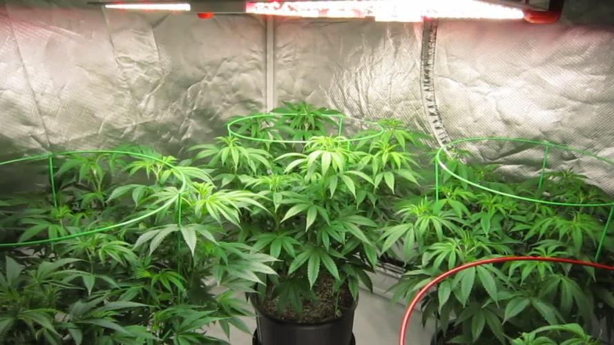 🍋 Lemon 🍊 Mandarin 😎 🤗 🤩