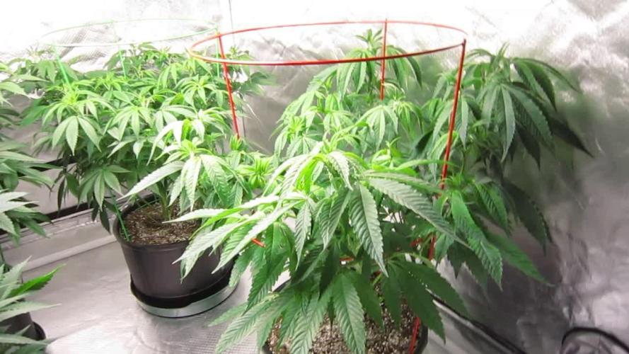 💪🔥⚡ Hulk OG - by IZI