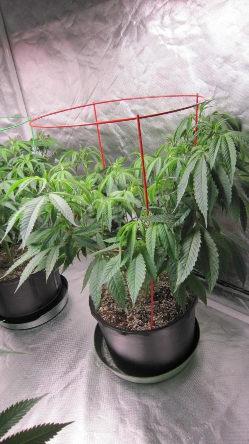 💪🔥⚡ Hulk OG - by IZI. Week 11 - Hulk OG Genetics by IZI