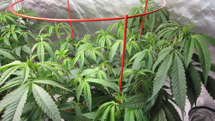 💪🔥⚡ Hulk OG - by IZI. Week 11 - The plant got trimmed up last week