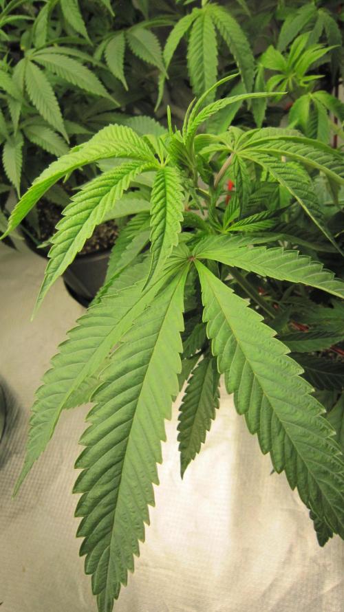 💪🔥⚡ Hulk OG - by IZI. Week 11 - Huge leaves.