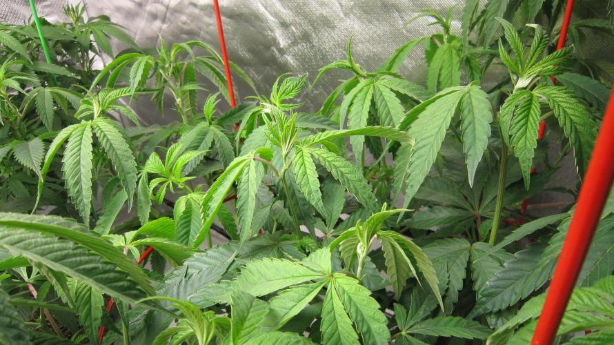 💪🔥⚡ Hulk OG - by IZI. Week 11 - Trimmed off some of the big leaves so the branch tops can get some light.