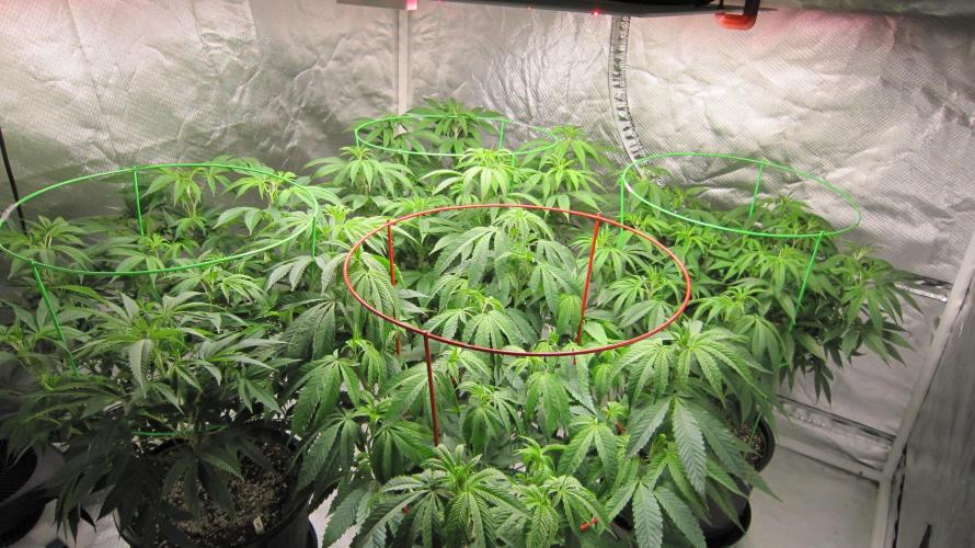 💪🔥⚡ Hulk OG - by IZI. Week 11 - Hulk OG is in front