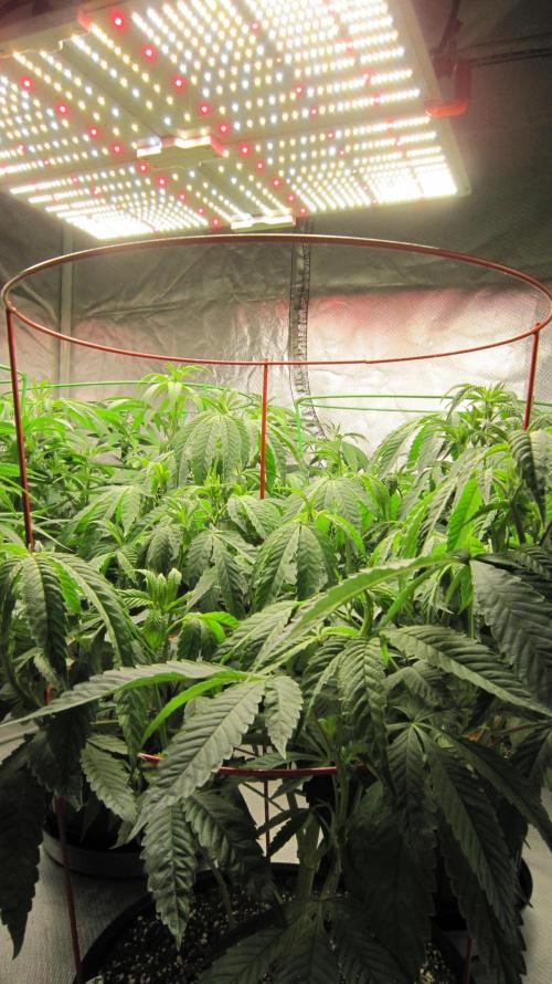 💪🔥⚡ Hulk OG - by IZI. Week 11 - Spider Farmer Light SF-4000