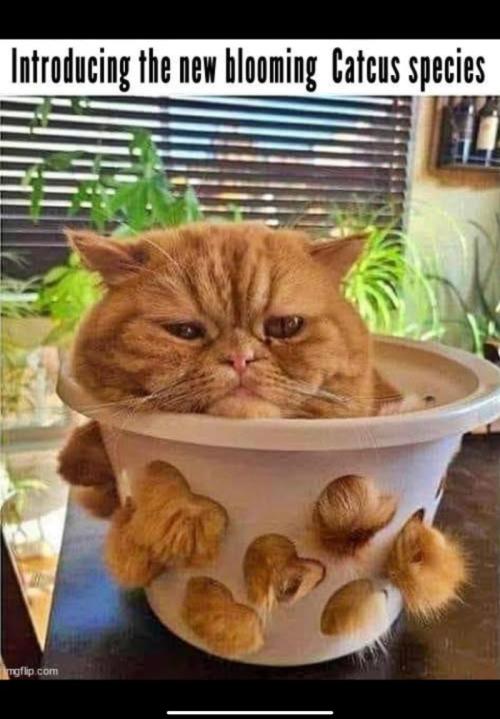 💪🔥⚡ Hulk OG - by IZI. Week 11 - Snicker....