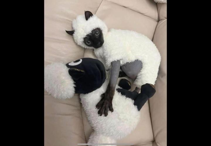 💪🔥⚡ Hulk OG - by IZI. Week 11 - Sooo... Cute...   Ha, Ha, Ha.... Little booties too... Ha, Ha, Ha.