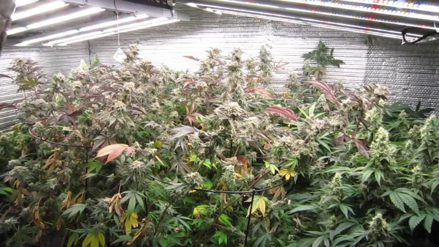 Best Clones... Showing off my...