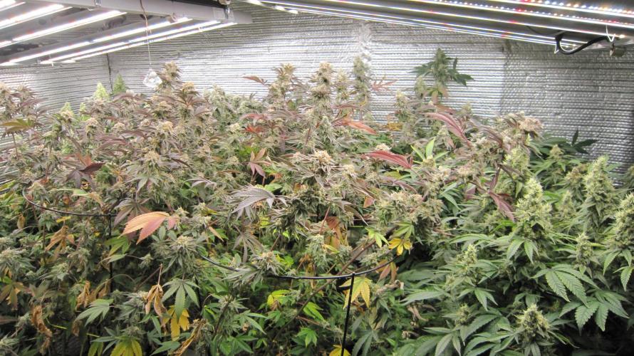 Best Clones... Showing off my.... Week 12 - Mars Hydro Lights FC-4800