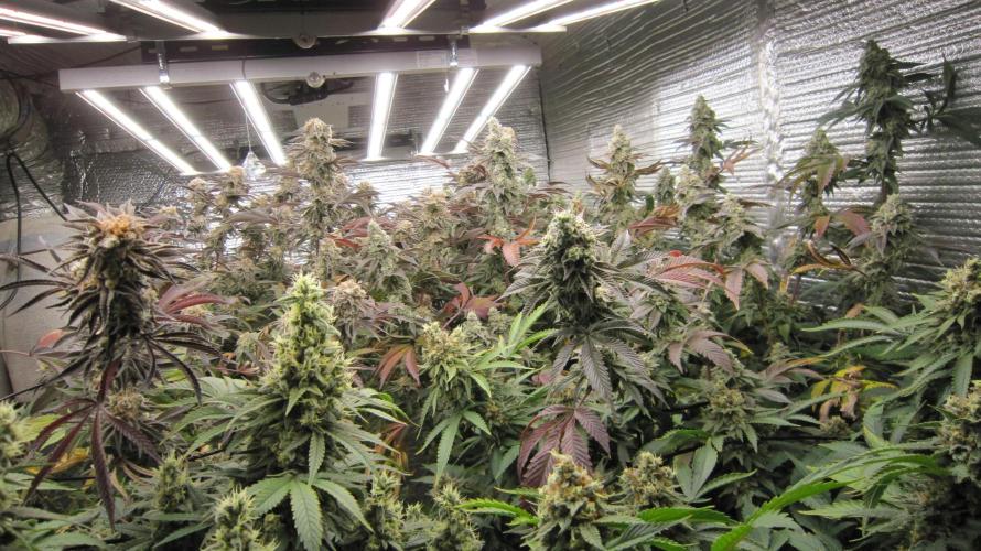 Best Clones... Showing off my.... Week 12 - Getting Chunky