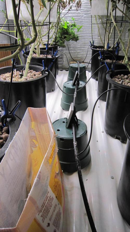 Best Clones... Showing off my.... Week 12 - The drainage table. The Critical OG at the far end is heading for the floor.    