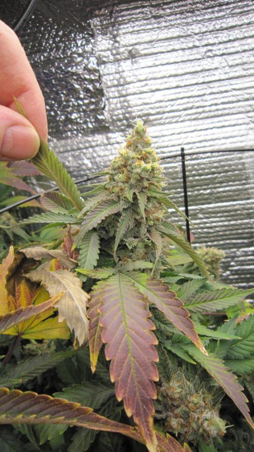 Best Clones... Showing off my.... Week 12 - Critical OG... So Heavy it's laying down