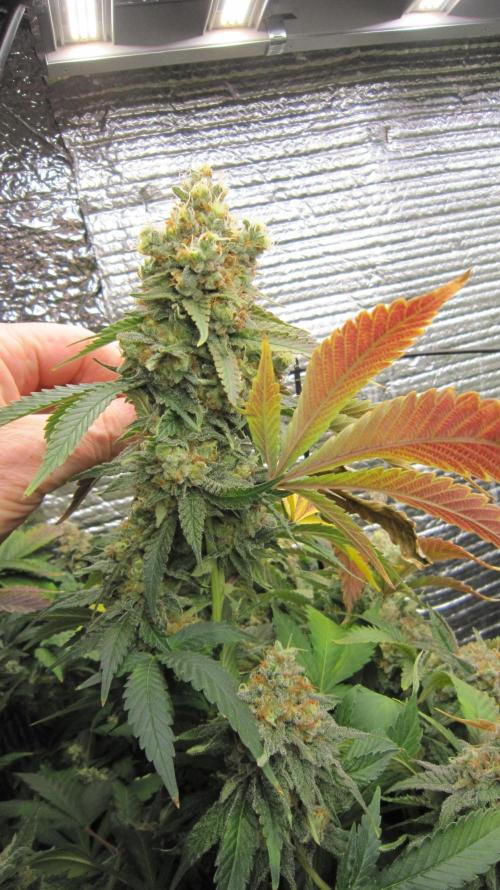 Best Clones... Showing off my.... Week 12 - Critical OG... So heavy it's laying down.