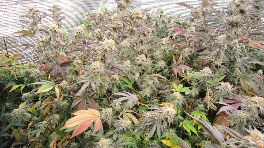 Best Clones... Showing off my.... Week 12 - Pink Kush