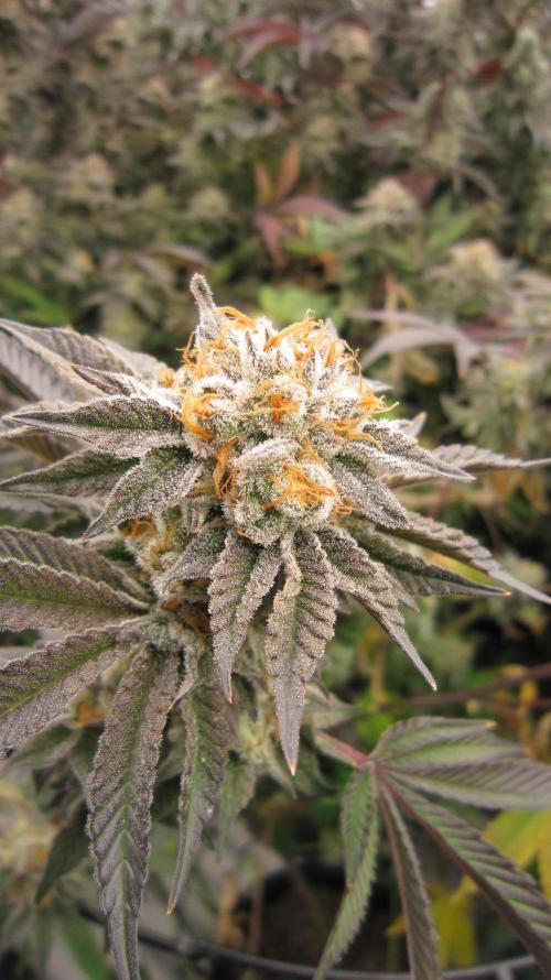 Best Clones... Showing off my.... Week 12 - Pink Kush... Frosty Buds and Trim