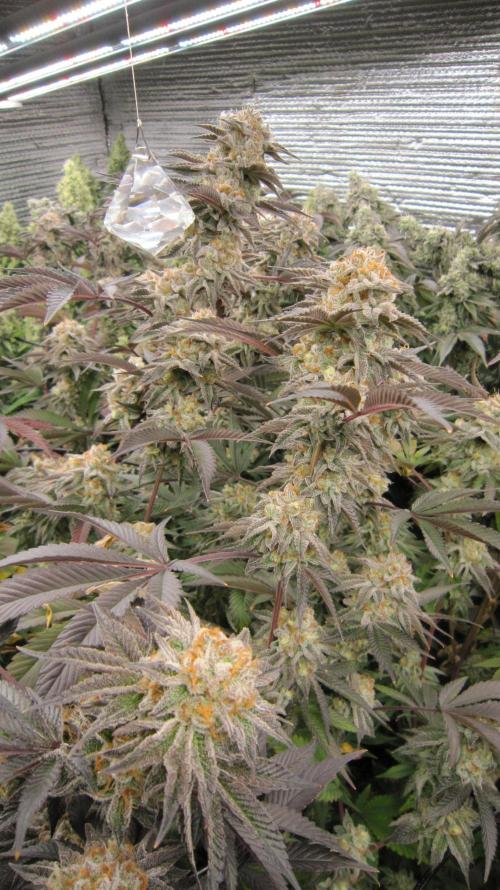 Best Clones... Showing off my.... Week 12 - Pink Kush.