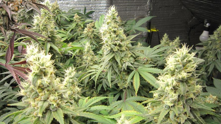 Best Clones... Showing off my.... Week 12 - BbMr