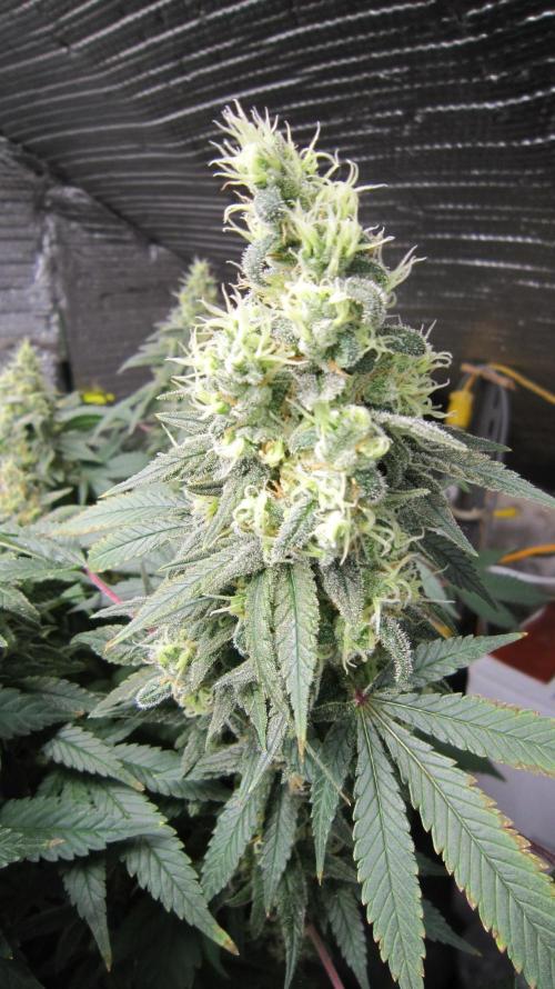 Best Clones... Showing off my.... Week 12 - BbMr