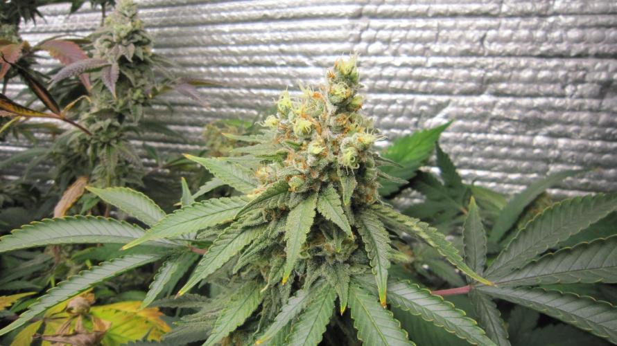 Best Clones... Showing off my.... Week 12 - Critical OG