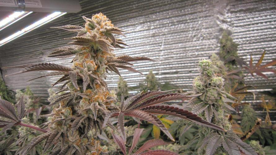 Best Clones... Showing off my.... Week 12 - Pink kush left Dos Si Dos 33 right