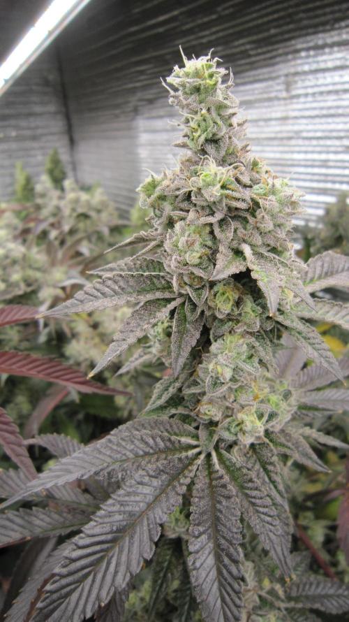 Best Clones... Showing off my.... Week 12 - Dos Si Dos 33