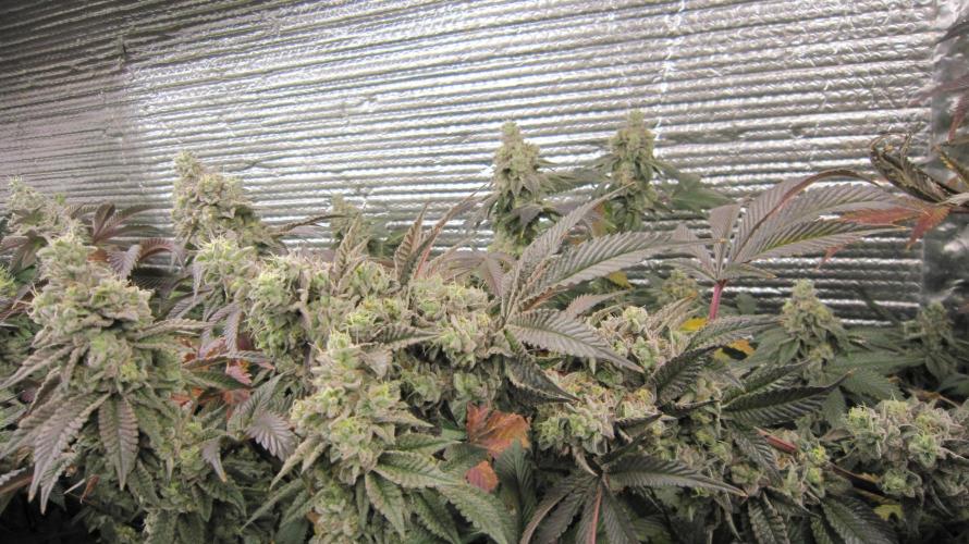 Best Clones... Showing off my.... Week 12 - Dos Si Dos 33.. Getting heavy and laying down.