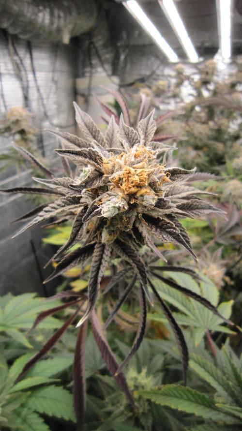 Best Clones... Showing off my.... Week 12 - Pink Kush.