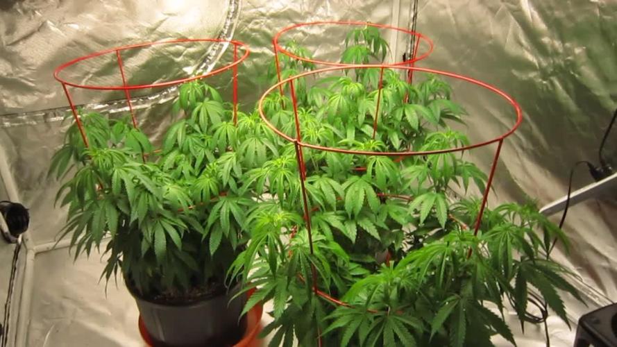 Gelatdos Jabb... My crossing.