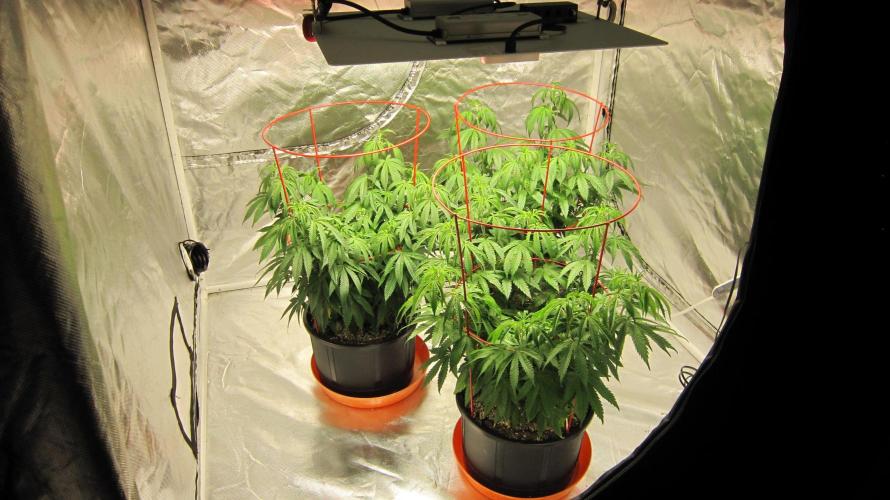 Gelatdos Jabb... My crossing.. Week 11 - Gelatdos Jabb - 3 female plants from reg seeds.
