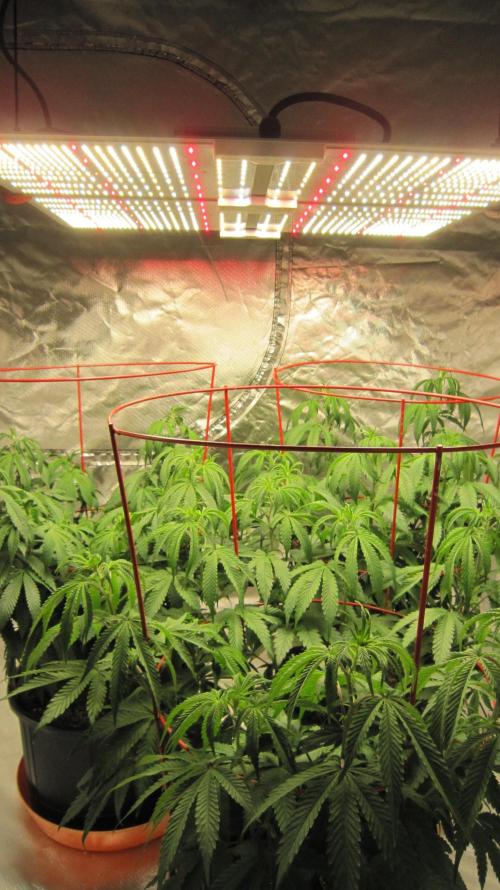 Gelatdos Jabb... My crossing.. Week 11 - Group Shot - Spider Farmer Light SF-4000