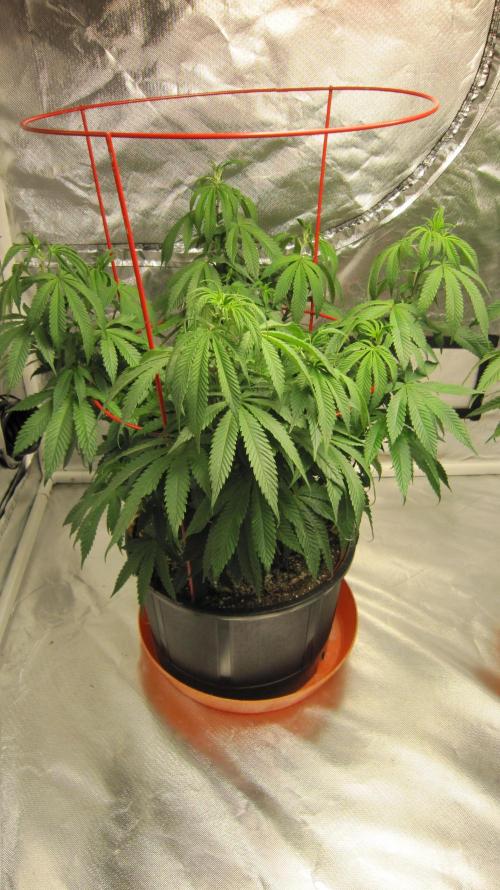 Gelatdos Jabb... My crossing.. Week 11 - Plant #1