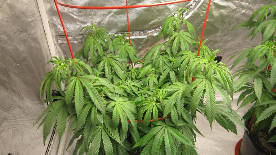 Gelatdos Jabb... My crossing.. Week 11 - Plant #1