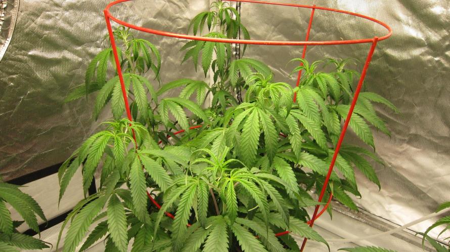 Gelatdos Jabb... My crossing.. Week 11 - Plant #2