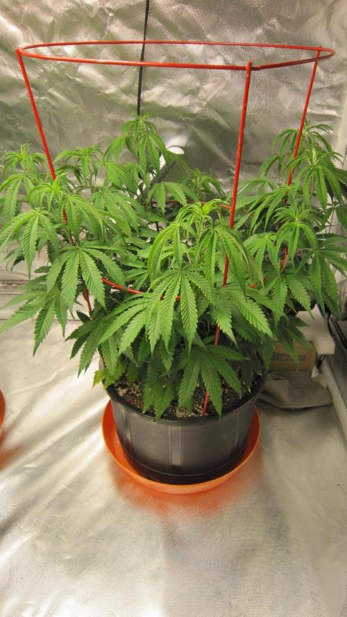 Gelatdos Jabb... My crossing.. Week 11 - Plant #3