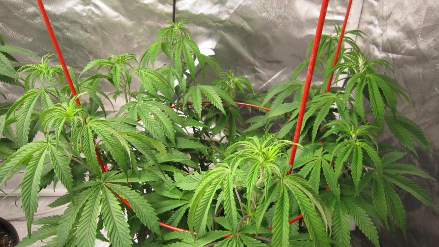 Gelatdos Jabb... My crossing.. Week 11 - Plant #3