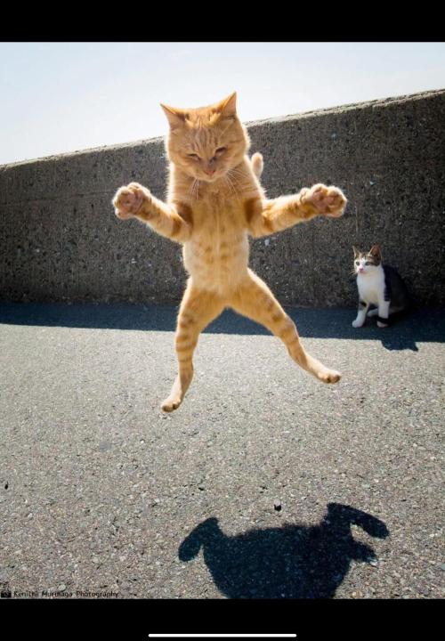 Gelatdos Jabb... My crossing.. Week 11 - Fun Pic.