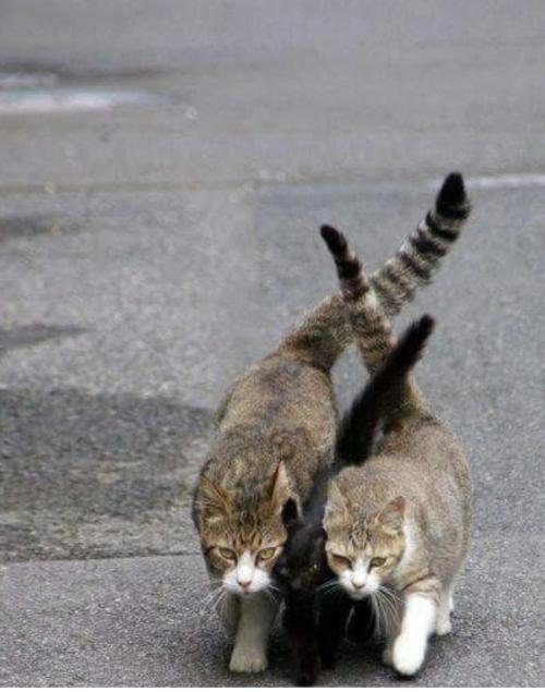 Gelatdos Jabb... My crossing.. Week 11 - Ahhh. Like... a cat hug.