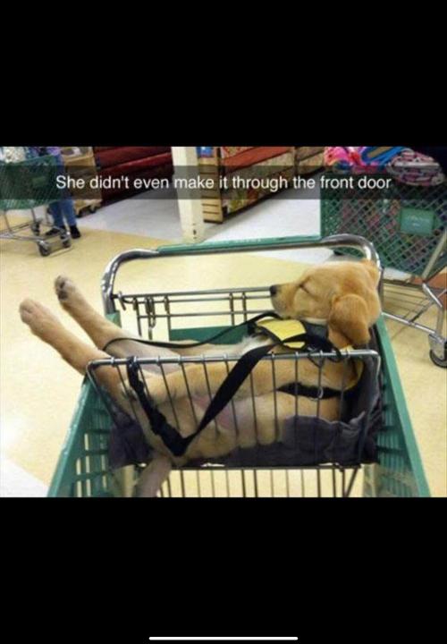 Gelatdos Jabb... My crossing.. Week 11 - Didn't even make it.