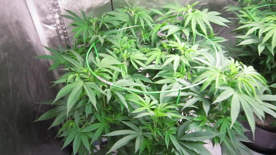 🍋 Lemon 🍊 Mandarin 😎 🤗 🤩