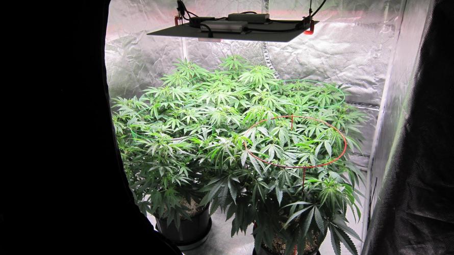 🍋 Lemon 🍊 Mandarin 😎 🤗 🤩. Week 12 - Lemon Mandarin by Fast Buds- 3 Plants