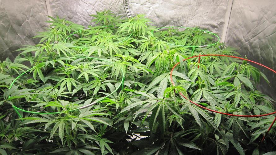 🍋 Lemon 🍊 Mandarin 😎 🤗 🤩. Week 12 - Group Shot.