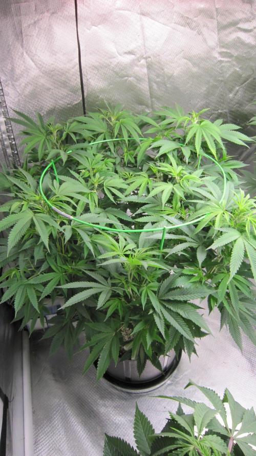 🍋 Lemon 🍊 Mandarin 😎 🤗 🤩. Week 12 - Plant #1