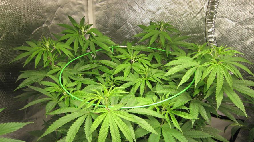 🍋 Lemon 🍊 Mandarin 😎 🤗 🤩. Week 12 - Plant #2