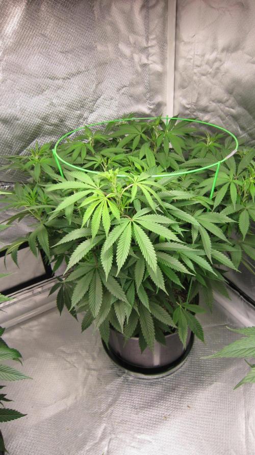 🍋 Lemon 🍊 Mandarin 😎 🤗 🤩. Week 12 - Plant #3