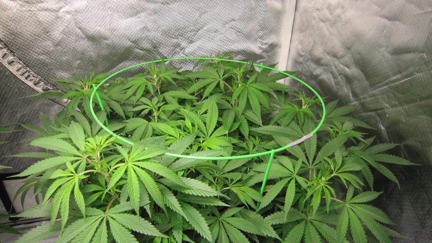 🍋 Lemon 🍊 Mandarin 😎 🤗 🤩. Week 12 - Plant #3