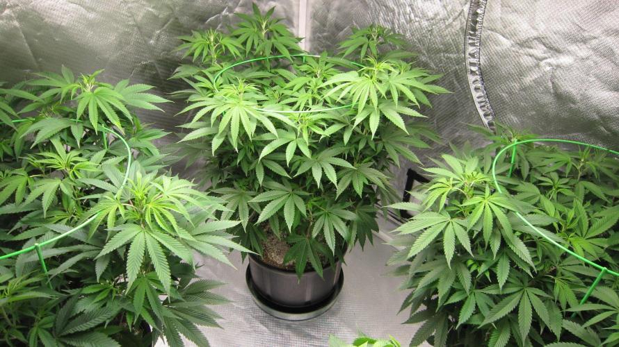 🍋 Lemon 🍊 Mandarin 😎 🤗 🤩. Week 12 - 3 Plants of Lemon Mandarin