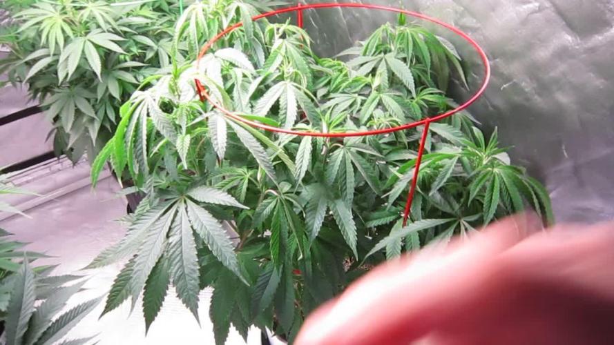 💪🔥⚡ Hulk OG - by IZI