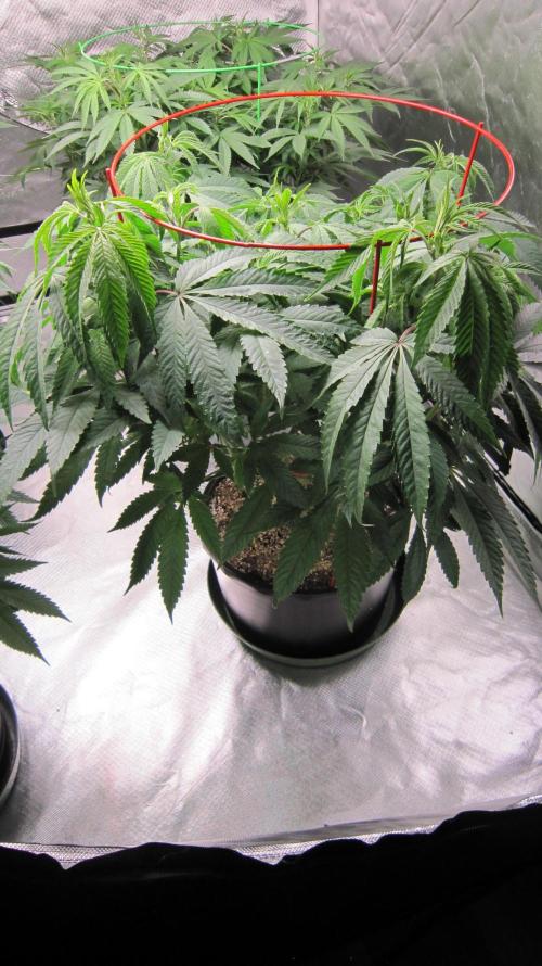 💪🔥⚡ Hulk OG - by IZI. Week 12 - Hulk OG genetics by IZI.