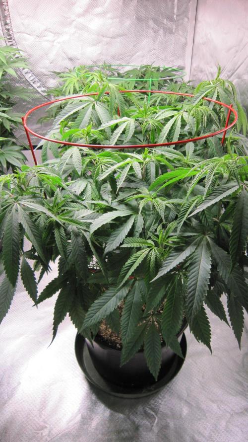 💪🔥⚡ Hulk OG - by IZI. Week 12 - Hulk OG