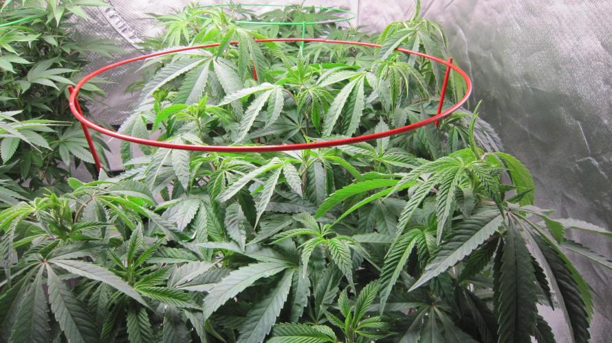 💪🔥⚡ Hulk OG - by IZI. Week 12 - Hulk OG